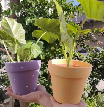 Ceramic Terracotta Pot Red Clay Breathable Planter for Succulents and Orchids Home Use Special Offer Polka Dot with Tray Desktop