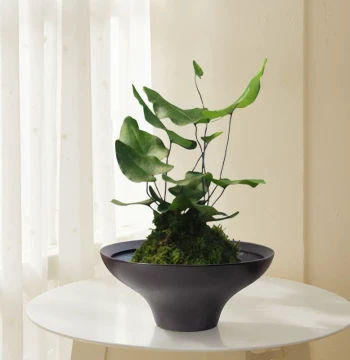 Minimalist Elegant Ceramic Vase, Zen White Pot for Moss Balls, Suitable for Various Green Plants and Landscaping