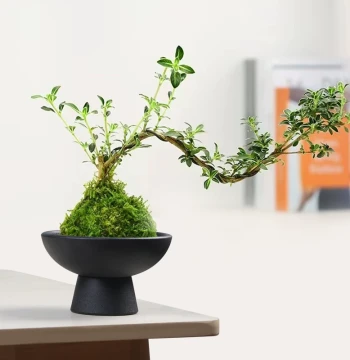 Moss Ball Tray Flower Pot Ceramic Bowl Chinese Matte Desktop Ornament Hydroponic Rice Bamboo Acorus Hydroponic Dried Fruit Bowl Base