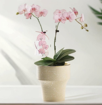 Nordic High-Foot Ceramic Art Plant Pots - Durable Indoor/Outdoor Planters Specifically Designed for Butterfly Orchids