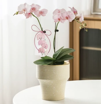 Nordic Ceramic High-Foot Artistic Planter for Phalaenopsis Orchids - Durable Small Pot for Living Room and Balcony