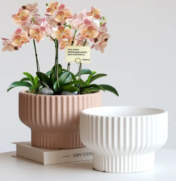 Extra-Large Matte Ceramic Planter with Vertical Ribbing, Tall Footed Pot for Balcony and Living Room, Suitable for Pothos and Orchids