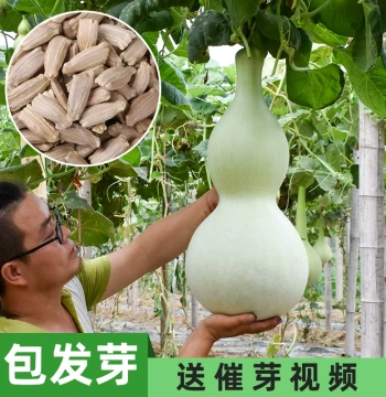 Giant Gourd Seeds Huge Gourd Seedlings Potted Plant Variety Pack Eight Treasures Ant Belly Hand-Rolled Gourd Seeds for Collectibles