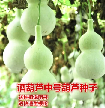Medium Narrow-Waist Gourd Seeds: Climbing Vine Wine Gourds, Various Sizes Wenwan Gourds, Easy-to-Grow Courtyard Treasure Gourd Seeds