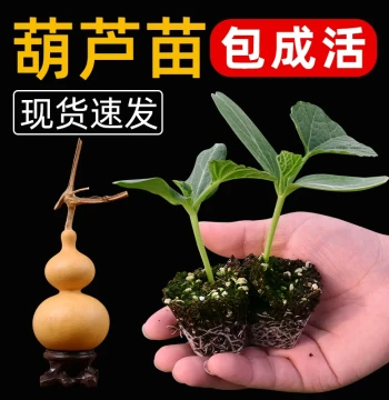 Gourd Seedlings Hand-Twisted Small Gourd Seeds Eight Treasures Collectible Ornamental Potted Plants Extra-Large Waisted Gourd Seeds Large Gourd Seedlings