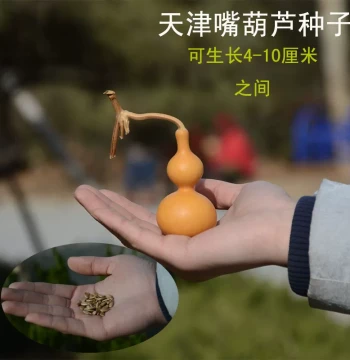 Free Shipping Extra-Small Gourd Seeds for Palm Play, Iron-Wrapped Gold and Grass-Gold Varieties for Balcony Pots, Courtyards, and Ornamental Growing