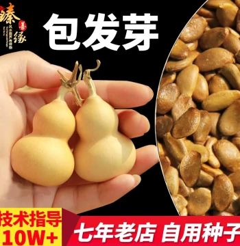 Natural Extra-Large Gourd Seedlings and Seeds for Treasure Gourds, Vine Growing for Balcony Ornamentation and Hand Rolling