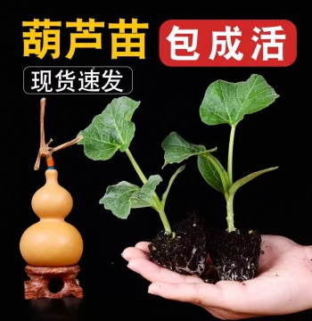 Small Gourd Seedlings, Eight Treasures Collectible Gourd Seedlings, Giant Large Gourd Seeds, Ant Gourd Seeds