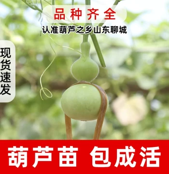 Hand-Rolled Mini Gourd Seedlings for Collectible Ornamental Eight Treasures Gourds, Extra-Large Waisted Gourd Seeds