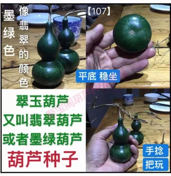 Emerald Gourd Seeds, Dark Green Jade Gourd Variety, Extra Small Eight Treasures Cultural Play Potted Plant, Super Large Giant Lotus Head Seeds