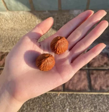 Premium Matched Wild-Carved Mini Walnuts for Hand Rolling, Round and Plump with Eight Ridges and Prominent Veins