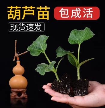Small Gourd Seedlings, Eight Treasures Collectible Gourd Vines, Giant Gourd Seeds, Ant Gourd Seeds for Planting