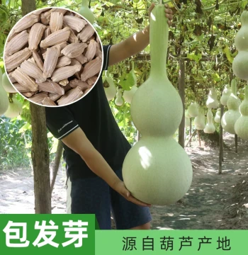 Large Gourd Seeds, Extra-Large Gourd Seed Variety Pack, Raozhirou Tianjin Mouth Collectible Hand-Twisted Narrow-Waist Small Gourd Seeds