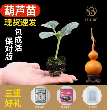 Mini Gourd Seedlings for Ornamental Potted Plants, Eight Treasures Collectible Hand-Rolling Gourd Seeds, Extra-Large Narrow-Waist Gourd Seedlings