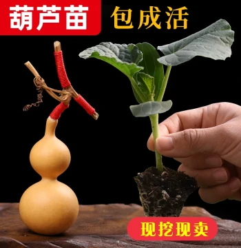 Hand-Twisted Small Gourd Seedling Potted Giant Extra-Large Gourd Seeds Complete Collection Eight Treasures Wenwan Extra-Small Gourd Seeds Vines Seedlings