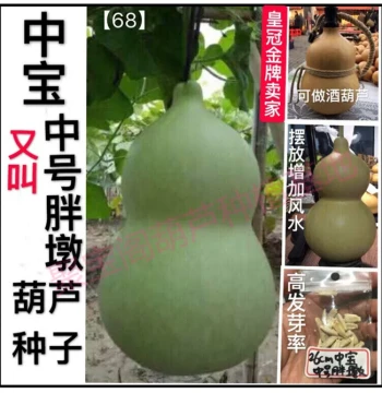 Zhongbao Gourd Seeds, Also Known as Medium Chubby Gourds, Suitable for Wine Gourds, Extra-Large Eight Treasures Collectible Narrow-Waist Three-Section Seeds