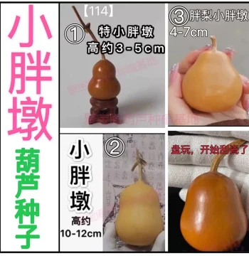 Chubby Gourd Seeds: Plump Cloud-Pear Tiantan Flat-Belly Mini Eight Treasures Tiny Hand-Rolling Play Gourds for Bonsai and Seeding