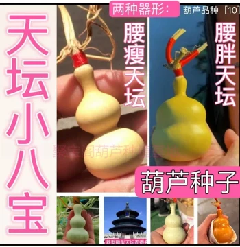 Temple of Heaven Eight Treasures Gourd Seeds - Slim and Fat Waist Varieties, Extra Large Giant Nipple Shape Seeds for Hand Rolling and Bonsai