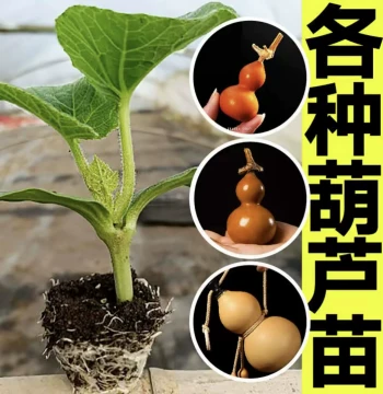 Wenwan Gourd Seedling Hand-Held Piece Small Hand-Twisted Eight Treasures Medium and Large Gourd Seedlings for Transplanting