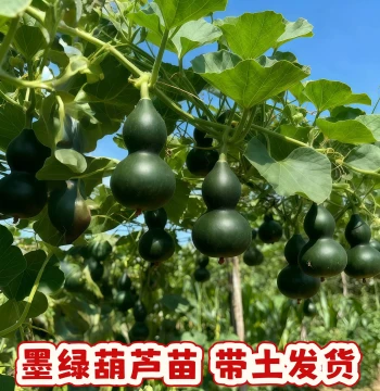 New Variety Dark Green Gourd Seedlings Emerald Green Gourd Jadeite Hand-Twisted Gourd Imperial Green Gourd Seedlings with Soil Shipping