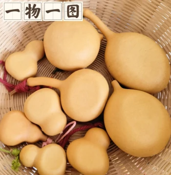 One Item One Photo Flattened Small Beautiful Gourd Bottle, Apple-Shaped Flattened Collectible Gourd, Flat-Bottom Pan-Shaped Concave Premium Gourd
