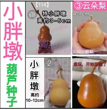 Extra Chubby Gourd Seeds, Cloud Pear Tianjin Mouth Collectible Small Hand-Twisted Balcony Potted Plant, Super Large Eight Treasures Narrow-Waist Seeds