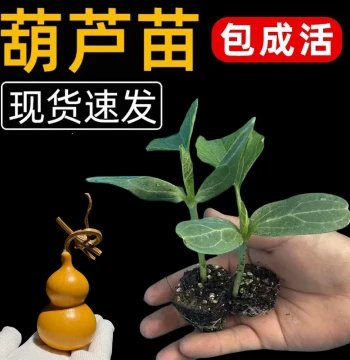 Gourd Seedlings Hand-Twisted Small Gourd Seeds Eight Treasures Cultural Play Ornamental Potted Plant Extra Large Narrow-Waist Gourd Seeds Large Gourd Seedlings