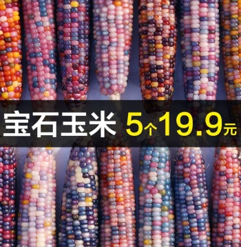 Collectible Corn Cob Handheld Piece - Mini Colorful Glass Gem Blood Vein Small Corn with Colored Gem Seeds