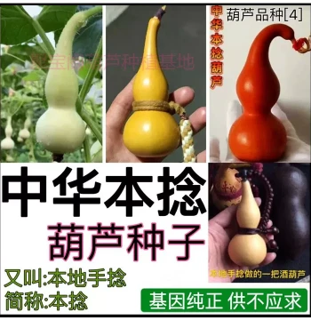 Chinese Native Hand-Twisted Gourd Seeds for Balcony Potted Plants, Large and Small Eight Treasures Varieties for Ornamental Play