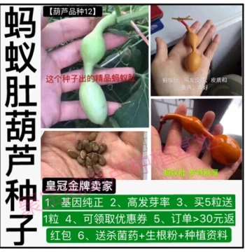 Ant-Belly Gourd Seeds for Potted Plants, Small Ant, Xiao San Ting, Court Eight Treasures, Hand-Twisted Collectible Giant Extra-Large Seeds