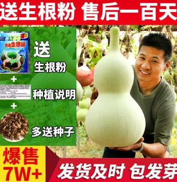 Large Gourd Seeds, Giant Gourd Seedlings, Eight Treasures Collectible Hand-Twisted Small Gourd Seeds, Potted Plant Collection for Balcony and Hydroponics