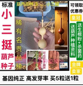 Xiao San Ting Gourd Seeds Three Pavilions Three Courts Small Stem Hand-Rolled Wenwan Balcony Potted Plant Xiao Ba Bao Super Large Giant Extra Large Seeds