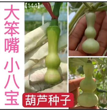 Da Ben Zui Xiao Ba Bao Gourd Seeds, Tiny Tiantian Xiao Ba Bao San Ting Ant Nipple Potted Hand-Twisted Gourd Seeds