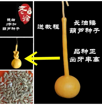 Gourd Seedlings in Pots for Ornamental Wenwan Oil-Hammer Gourds, Natural Seeds for Tying, Knotting, and Figure-8 Shaping