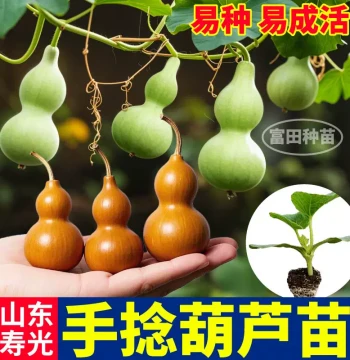 Shouguang Hand-Rolled Gourd Seedlings - High-Yield Four-Season Large Wine & Small Waist Gourds for Balcony Pots