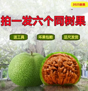 Wild Walnut Collectibles - Natural Green Husk, Three-Edge Lion's Head, Official Cap, and Four-Tower Varieties for Hand Play and Gambling on Green Husks