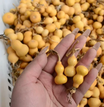 Natural Grass Gold Hand-Twisted Wenwan Small Gourd Playing Extra Small Gourd with Stem Handle 2.5-3.5 cm Finger Rolling