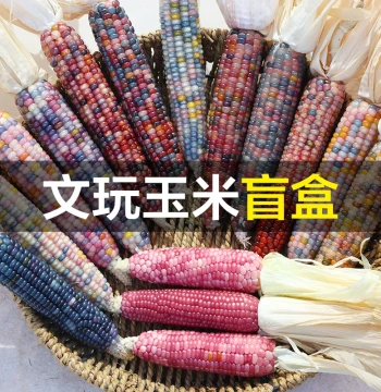 Collectible Corn Mini Dun-Dun Blind Box, Raw Corn Hand-Held Piece, Finished Product Without Husk, Colorful Glass Gemstones