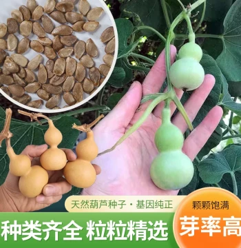 Extra Small Cultural Play Ornamental Gourd Seeds, Extra Large Narrow Waist Big Wine Gourd Seeds, Seedlings for Spring and Summer Balcony Potted Plants