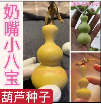 Pacifier Small Eight Treasures Gourd Seeds, Extra Small Hand-Twisting Wenwan Potted Plant, Giant Flat-Belly Temple of Heaven Small Eight Treasures Seeds