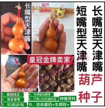 Tianjin Mouth Gourd Seeds: Long-Mouth and Short-Mouth Types, Giant, Super Large, Extra Small Eight Treasures Collectible Hand-Rolled Potted Plant Seeds