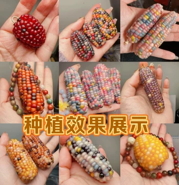 Seed Colorful Gem Wenwan Small Corn Bodhi Mini Small Handle Piece Flower Color Wenwan Corn Seeds 30 Pieces Free Shipping