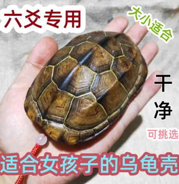 Natural Complete Turtle Shell for Divination and Fortune-Telling, Genuine Tortoise Carapace with Gold Veins for Wealth and Prosperity