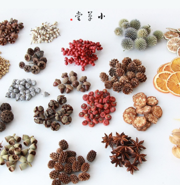 Pine Cone Slices, Acorn Dried Shells, Plant Specimen Frame Materials, DIY Dried Flower Craft Kits for Display and Decoration