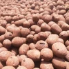 Nutrient Soil and Submerged Hydroponic Clay Pebbles - Backfill for Bathrooms, Planters, and Soil-Free Green Plants